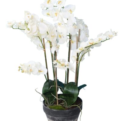 phalaenopsis potted 105 scaled