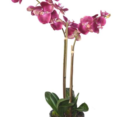 phalaenopsis potted 85 scaled