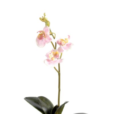 phalaenopsis s