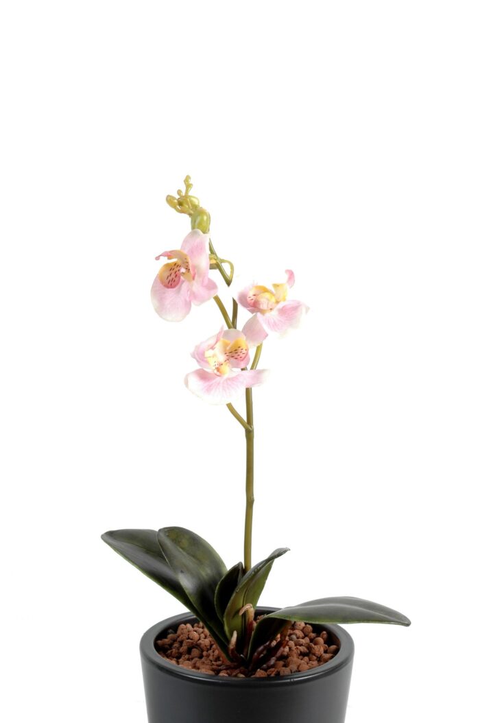 phalaenopsis s