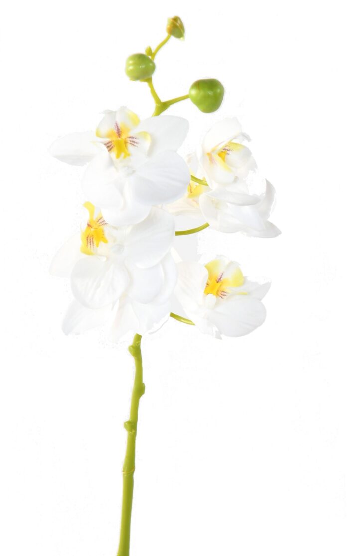 phalaenopsis scaled