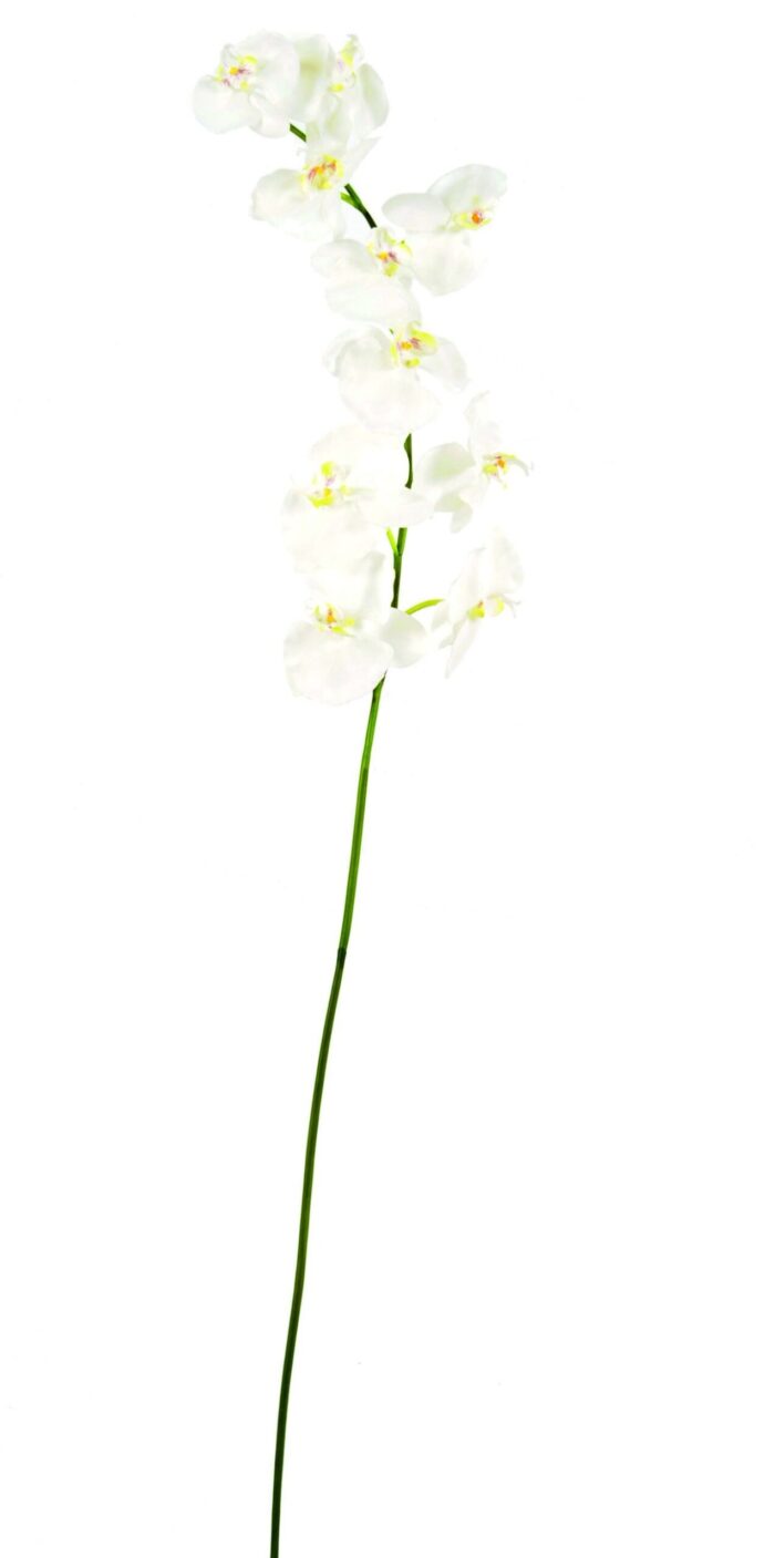 phalaenopsis stem 10f scaled