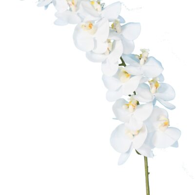 phalaenopsis stem 125 scaled