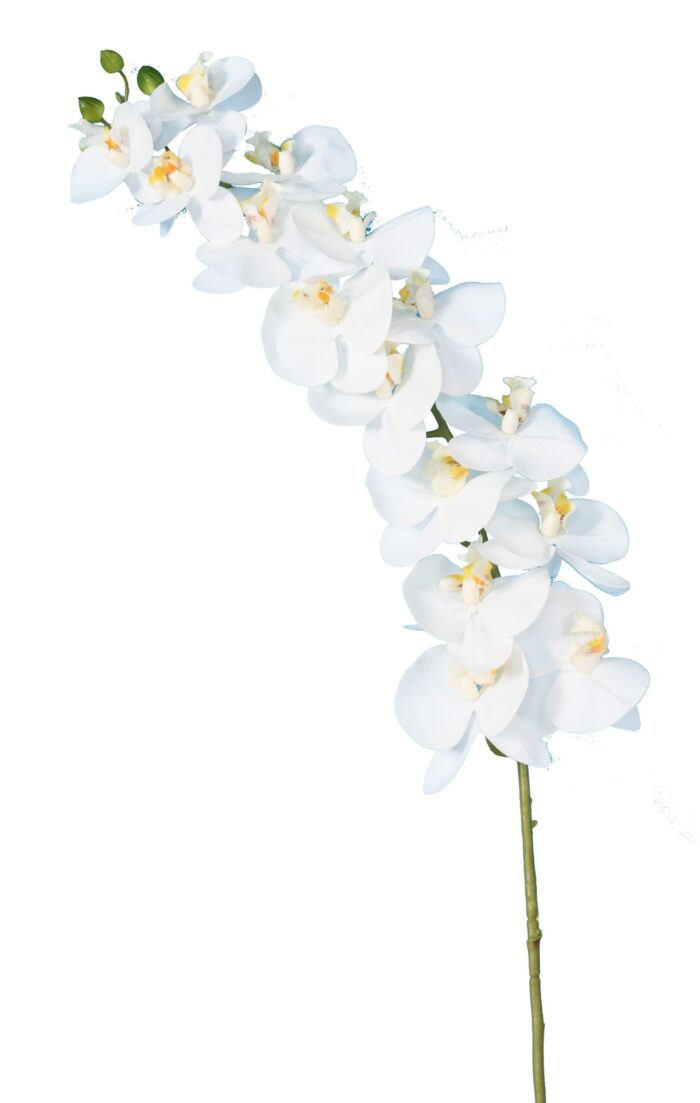 phalaenopsis stem 125 scaled