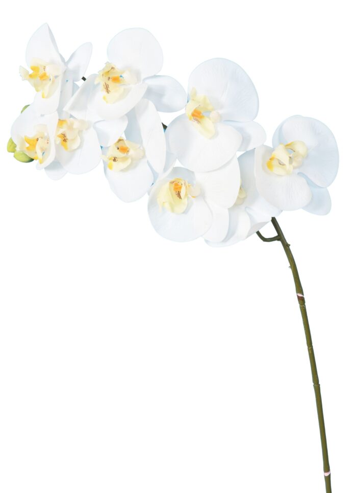 phalaenopsis stem 98 scaled
