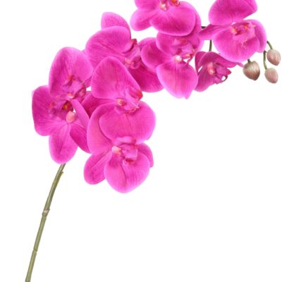 phalaenopsis stem scaled