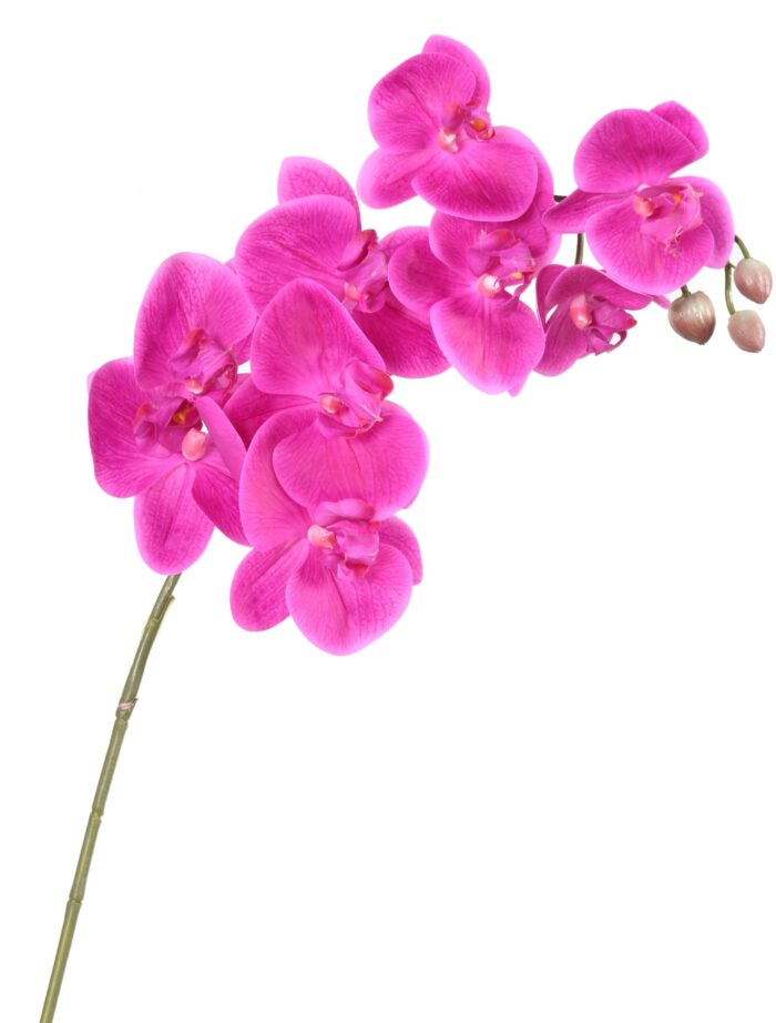 phalaenopsis stem scaled