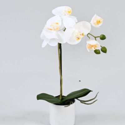 phalaenopsis white pot scaled