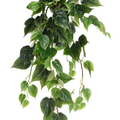 philodendron fall
