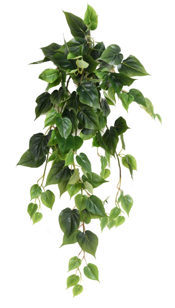 philodendron fall