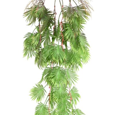 philodendron monstera 110 scaled