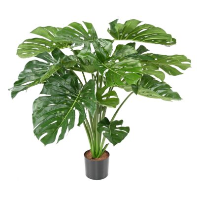 philodendron monstera geant 18 scaled