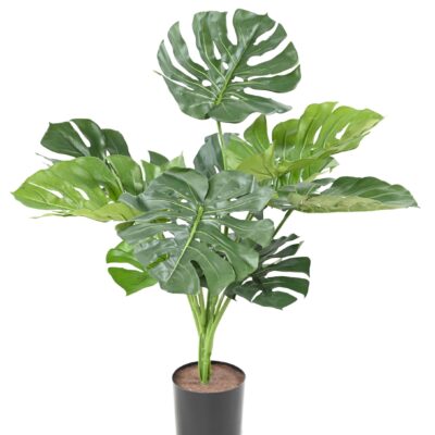 philodendron monstera giant 13 75cm scaled