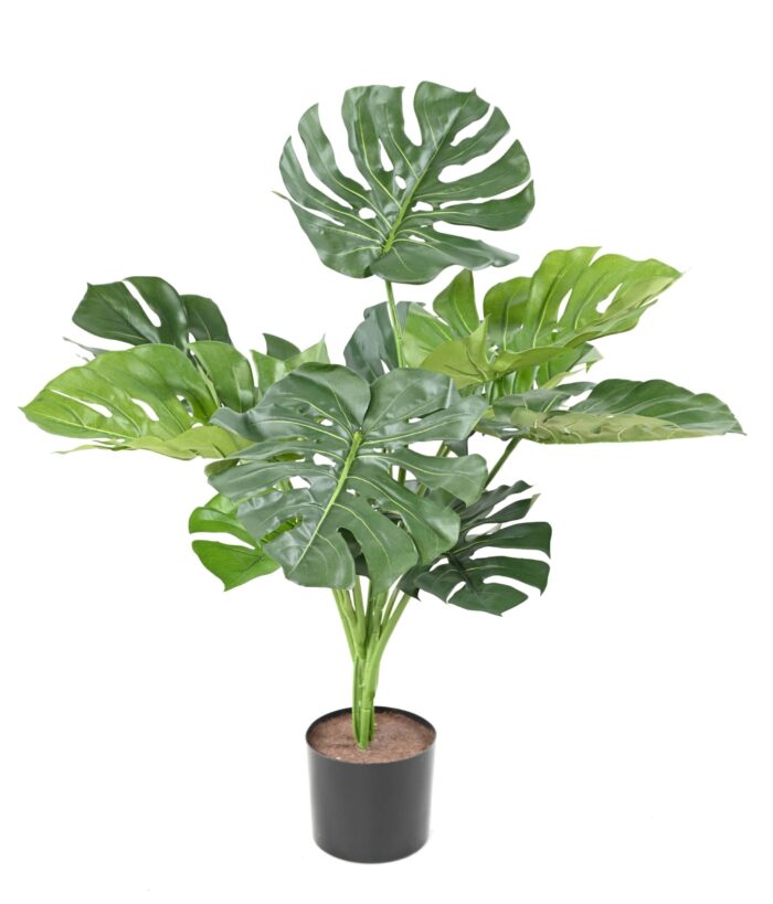 philodendron monstera giant 13 75cm scaled