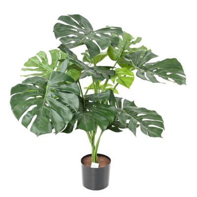 philodendron monstera giant 15