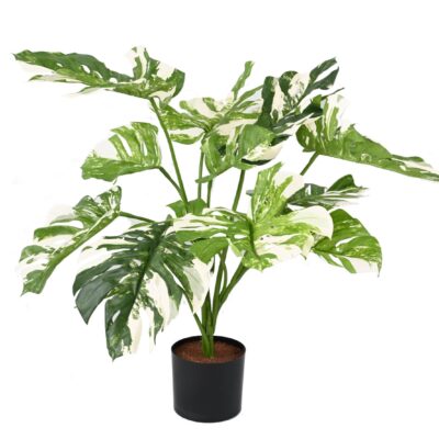 philodendron monstera giant13 75cm scaled