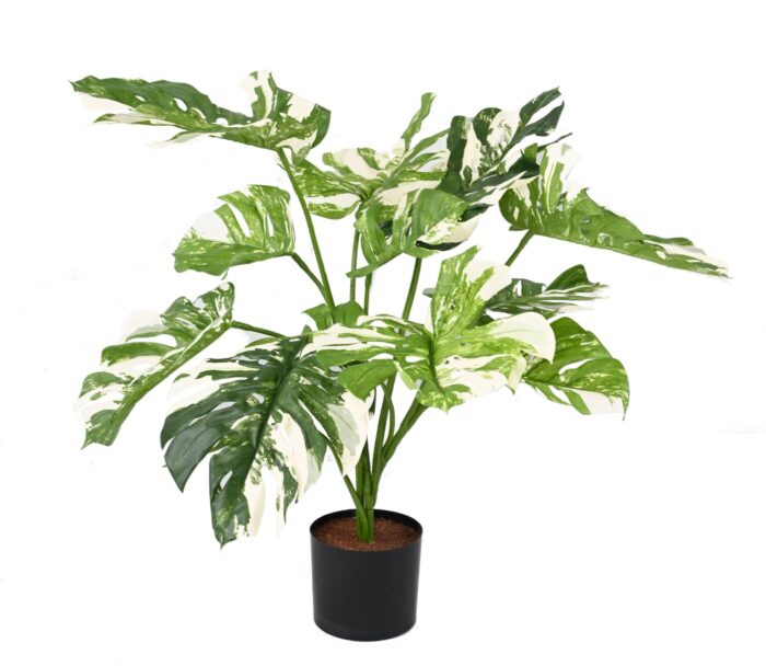 philodendron monstera giant13 75cm scaled