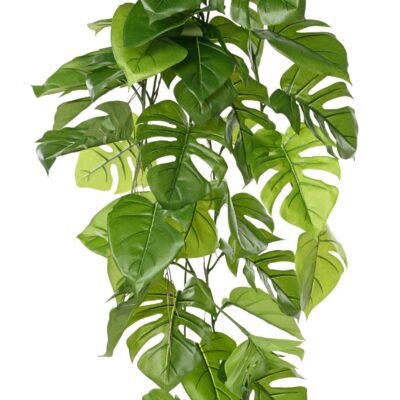philodendron monstera hanging bush 120 fr fire resistant scaled