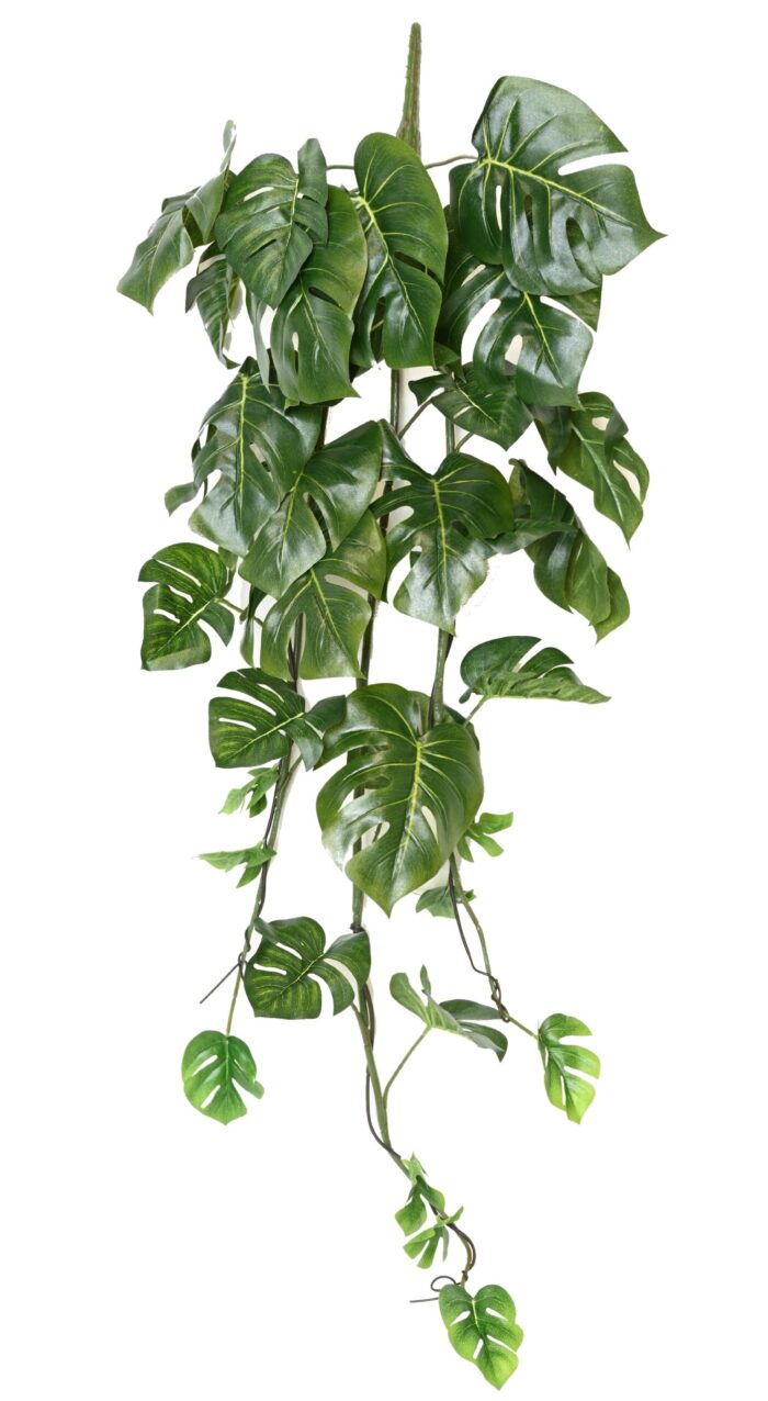 philodendron monstera hanging bush 120 scaled