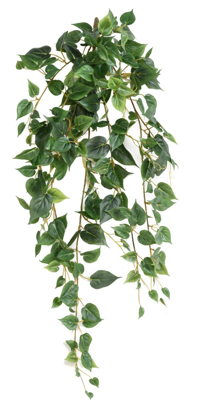 philodendron monstera mini 231