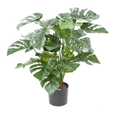 philodendron monstera pot 72 scaled