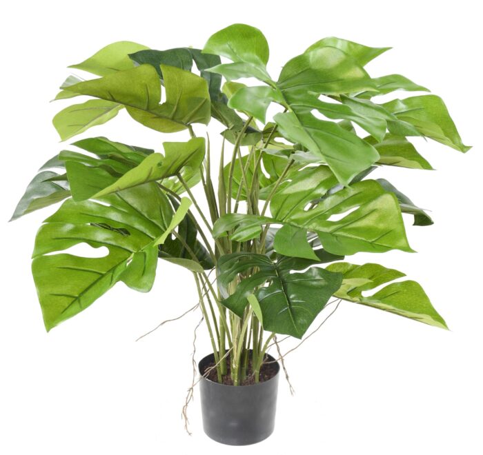 philodendron monstera pot scaled