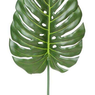 philodendron monstera stem 105 scaled