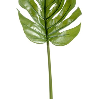 philodendron monstera stem