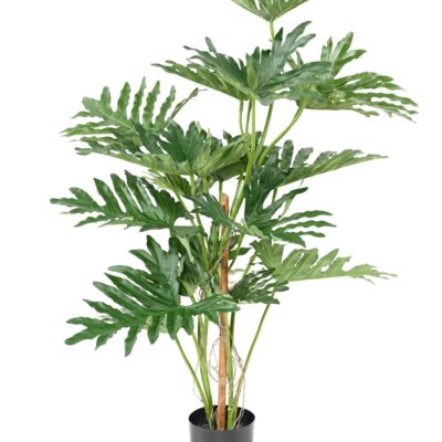 philodendron selloum 120 scaled