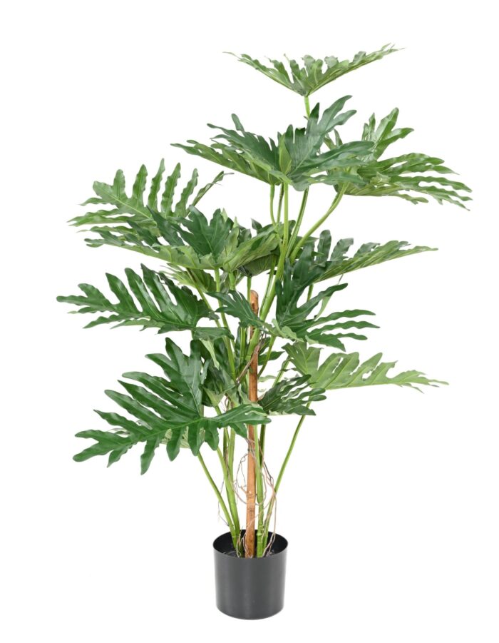 philodendron selloum 120 scaled