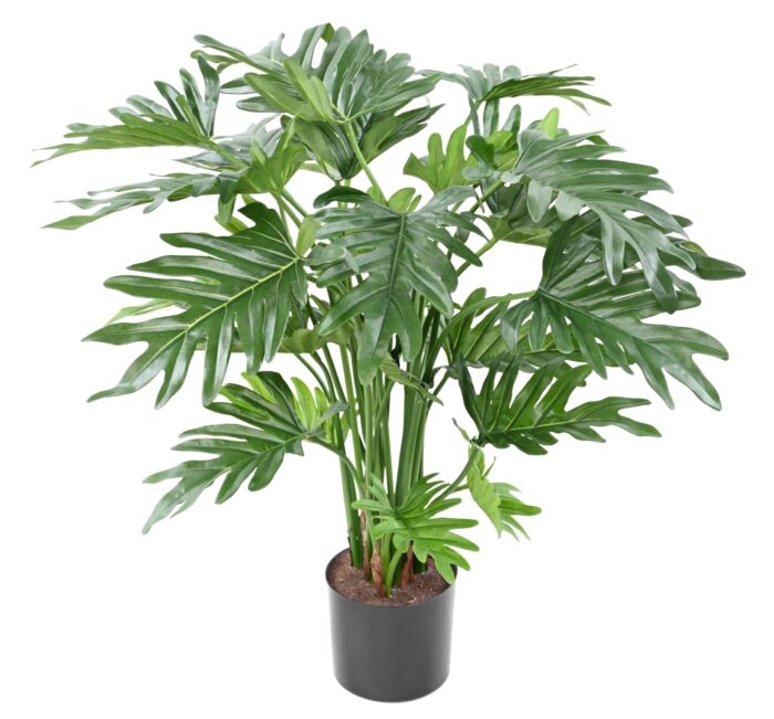 philodendron selloum 63cm scaled