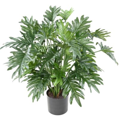 philodendron selloum 75cm scaled
