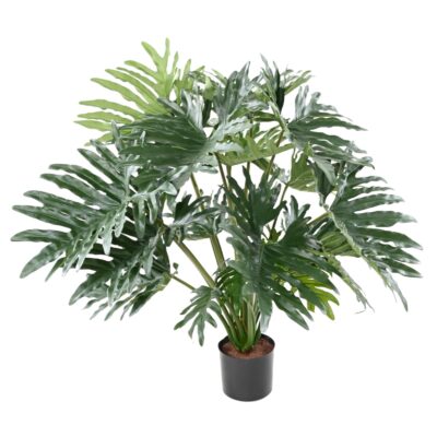 philodendron selloum 90cm scaled