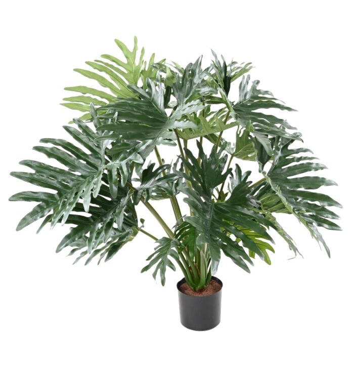 philodendron selloum 90cm scaled