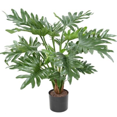 philodendron selloum scaled