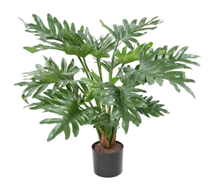 philodendron selloum scaled