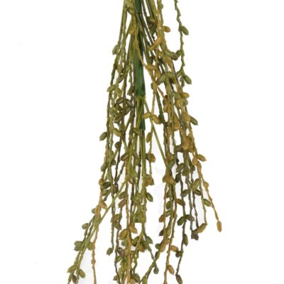 phoenix palm fruit scaled