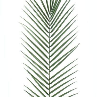 phoenix palm plastic pm