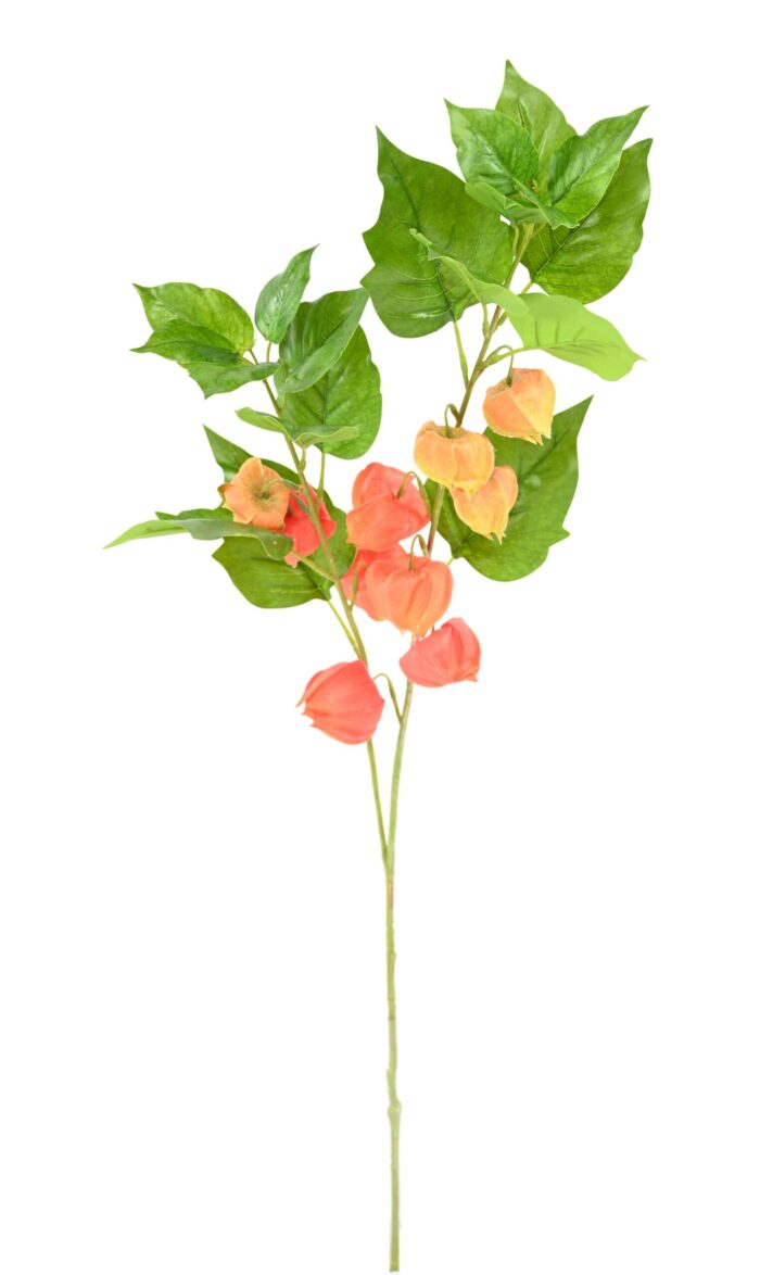 physalis scaled