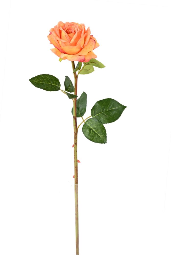 pink 1 scaled