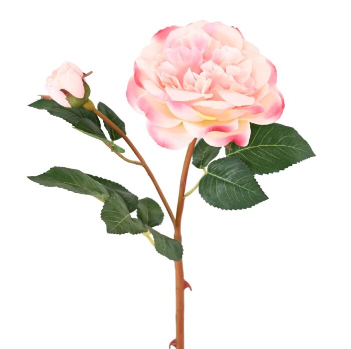 pink 53 2 scaled