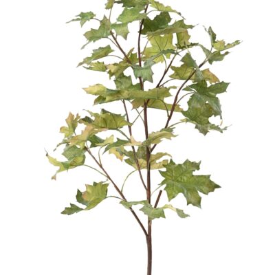 plane tree spray 1 scaled