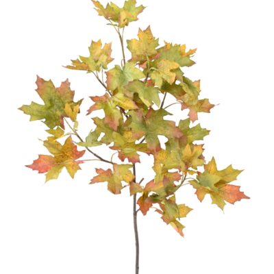 plane tree spray scaled