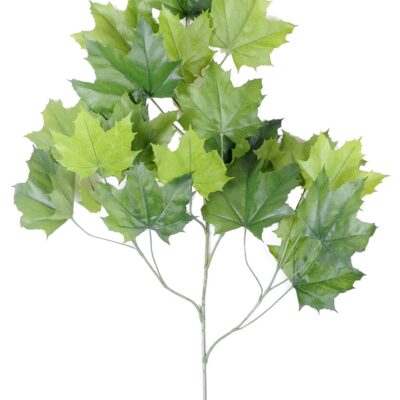 plane tree spray23 1