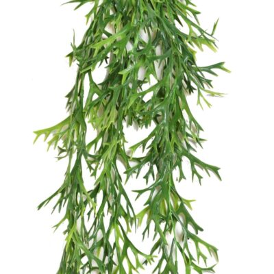 platycerium mini fall 1 scaled