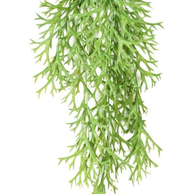 platycerium mini fall scaled