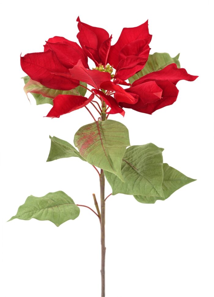 poinsetia large stem scaled
