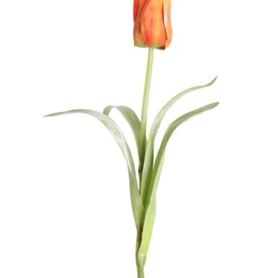 pointed tulip 1