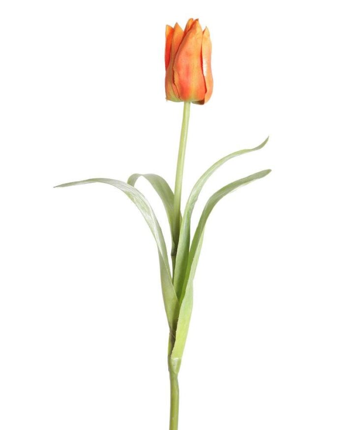 pointed tulip 1