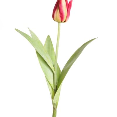 pointed tulip